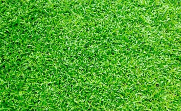 Tosatura prato: quando è meglio effettuarla? Che attrezzatura usare? 